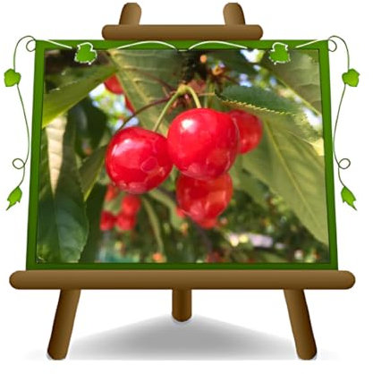 EURO PLANTS VIVAI Ciliegio Dolce Sunburst Innesto Franco su Vaso da 20 Pianta da Frutto Autofertile Max 170 cm - 2 Anni