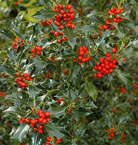 Gemeine Stechpalme Ilex 125-150cm - ilex aquifolium