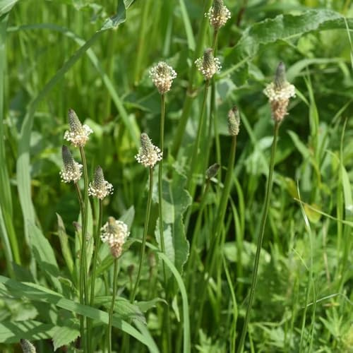 semillas plátano ribwort, jardín balcón resistentes jardín interior semillas resistentes para, 500pcs