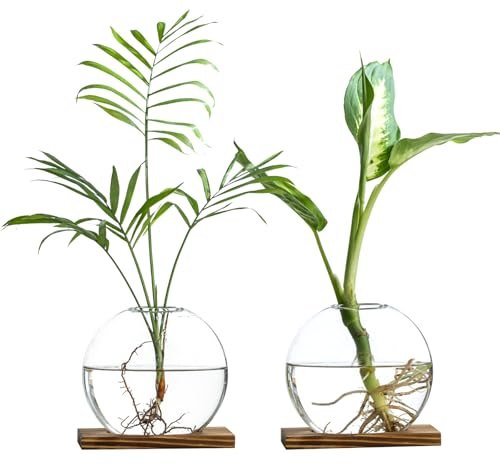 wangsdjy Glass Planter Propagation Station with Wooden Base - Clear Oblate Hydroponic Vase, Decorative Desktop Flower Vase for Home, Office, Windowsill - Gift for Plant Lovers (2)