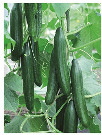 PREMIER SEEDS DIRECT - Cucumber - FEMSPOT F1-5 Finest Seeds (Greenhouse)