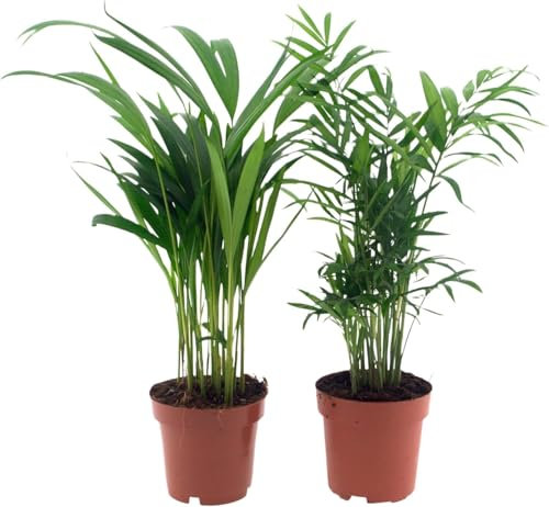 Happy Plants Zimmerpflanzen Palmen-Set 2 Stück I Graslilie & Acrea-Palme, Zierpflanze Wohnung-Pflanze Palmen-Pflanze tierfreundliche-Zimmerpflanze, luftreinigende-Pflanzen