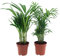 Happy Plants Zimmerpflanzen Palmen-Set 2 Stück I Graslilie & Acrea-Palme, Zierpflanze Wohnung-Pflanze Palmen-Pflanze tierfreundliche-Zimmerpflanze, luftreinigende-Pflanzen