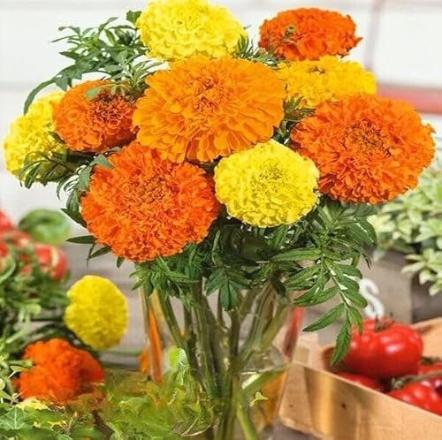 Dwarf African Marigold 'Calando Mix' - 150 Seeds + Plant tag + Freebie (Tagetes Erecta)