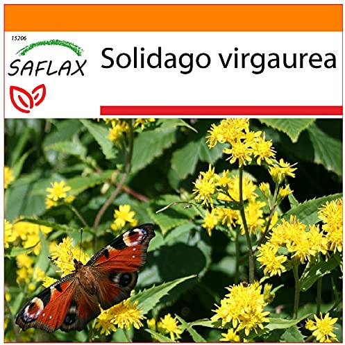 SAFLAX - Garden in the Bag - Läkemedelsväxter - Äkta Goldenrod - 100 Frön - Med underlag i en passande resväska - Solidago virgaurea