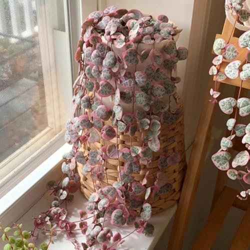 120 pcs leuchterblume samen, blumen samen mehrjährige, kübelpflanzen (Ceropegia woodii) stauden winterhart, geschenke garten zimmer deko, zimmerpflanze grünpflanzen, pflanzensamen