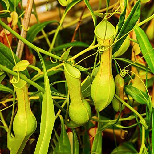 semi di nepenthes - decorazione appartamento carnivora biologici esotiche resistenti 300pcs