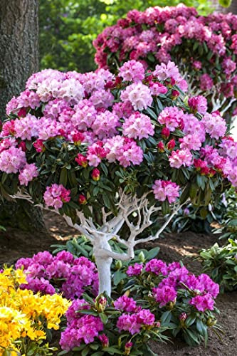 Rhododendron yakushimanum 'Arabella' 40-50 cm – Winterhart, Immergrün, Pflegeleicht – Rhododendron – Zierstrauch für Garten & Kübel