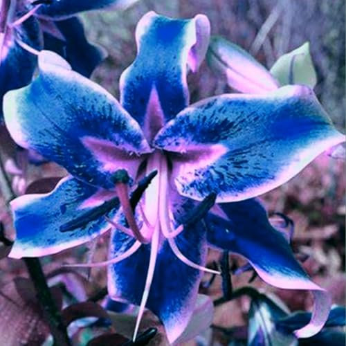 Lilium martagon zwiebeln,Winterharte mehrjährig,Dekorative Blumen,lilien Deko,lilie Riesen,Lilien im topf,Lilie,duft lilien,lilien knollen,lilien zwiebeln winterhart.-2 zwiebeln-G