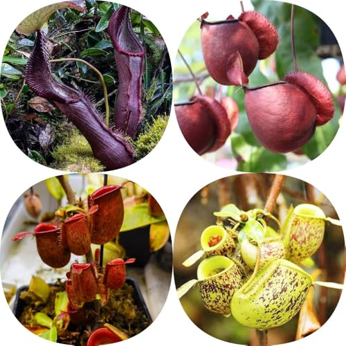 NepenthesSamen, Kannenpflanze, pflanzensamen kräutergarten seltene balkonpflanzen garten steingartenpflanzen winterhart bio topfpflanzen 50Samen