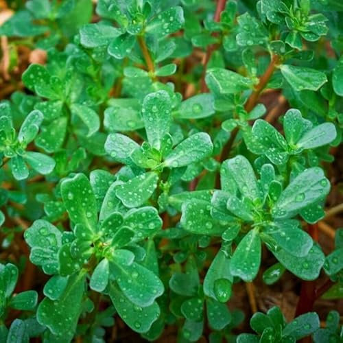 Green Purslane 2 000 Seeds + Plant tag + Freebie - Succulent - Portulaca oleracea Sativa