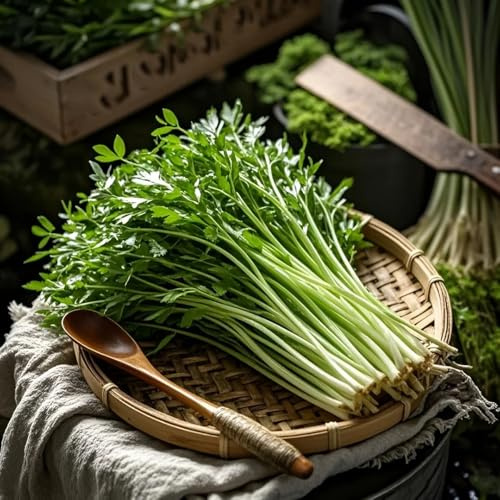 semillas de berro orgánicas, balcón para jardín perennes resistentes variedades antiguas frescas 350pcs