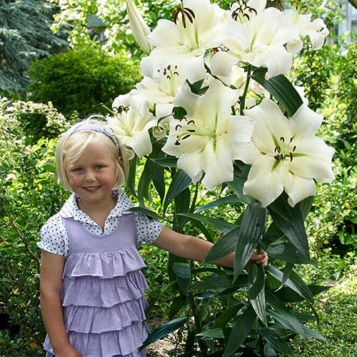 Lilien Zwiebeln Winterhart Mehrjährig - Pretty Woman Riesenlilien - 3 Stück - Exklusive Blumenzwiebeln aus Holland - Pflanzen für Garten und Topf (große Knollen, kein Samen, nicht künstlich)