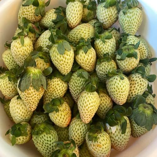 semillas de fresa - fresas - de jardín perennes resistentes fresa Balcón exótico a prueba invierno Cultivo verdes, interior. interior lugares soleados Semillas 100semillas