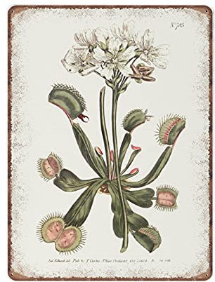 DAIERCY Dionaea Muscipula - Venus Flytrap - Botany Carnivorous Plant Tin Signs from Curtis Botanical Magazine 1803 Funny Vintage Metal Sign Kitchen Garden Bathroom Home Decor, 30x40 cm