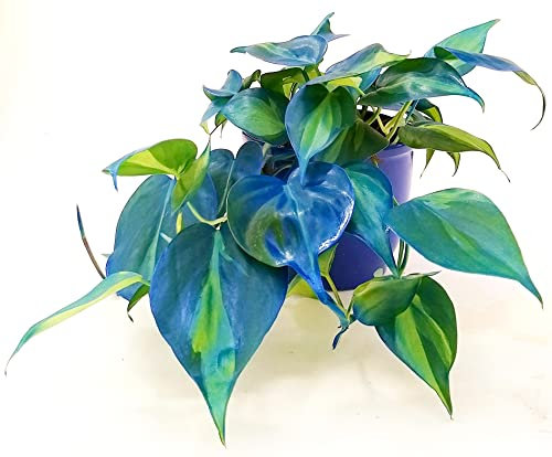 POWERS TO FLOWERS - POTHOS SCANDENS BRASIL COLOR LIFE BLU IN VASO CERAMICA BLU, v13cm diametro, pianta vera