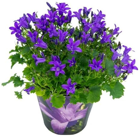 Campanula - Planta Natural - Interior y Exterior - Campanilla