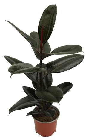 Ficus Elastica Abidjan Natural Árbol Perfecto para Decorar el Interior del Hogar