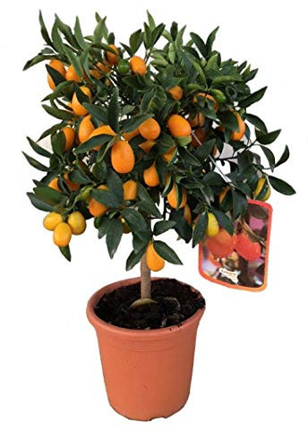 Kumquat enano árbol frutal PORTES GRATIS
