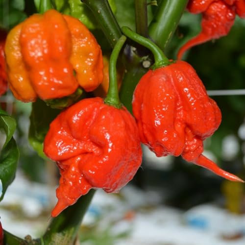 kiskick 100/200 Stück Carolina Reaper Hot Pepper Chili Samen Bonsai Gemüse Pflanze Dekor Samen für den Hydrokulturgarten im Innenbereich Paprika Samen 200pcs