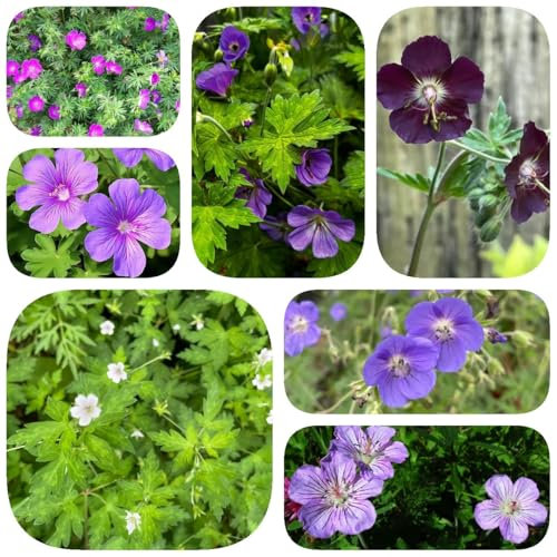 600 pcs Storchenschnabel Pflanze Winterhart Samen, flower pflanzendeko gartensamen, Storchschnabel Samen, bodendecker gartenkräuter bodendecker winterhart mehrjährig samen balkon