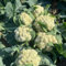 plantas de coliflor - semillas jardín plantas en macetas resistentes - Serie Raras - de interior para el jardín semillas planta balcón hortalizas planta hierbas jardín 120pcs