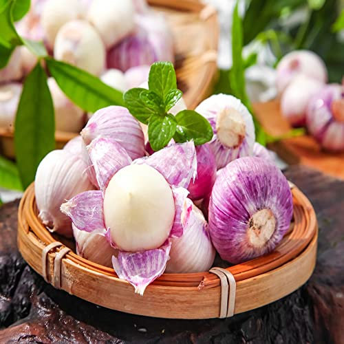 3 Stück pflanzknoblauch frühjahr bio knollen Knoblauch Hydroponik - Seltene Pflanzen serie - winterfeste pflanzen für garten winterhart gemüse balkon pflanze zwiebeln garten pflanztopf