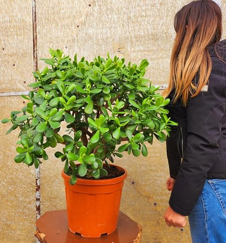 POWERS TO FLOWERS - CRASSULA OVATA, ALBERO DI GIADA, IN VASO 28 CM DIAMETRO. Pianta vera