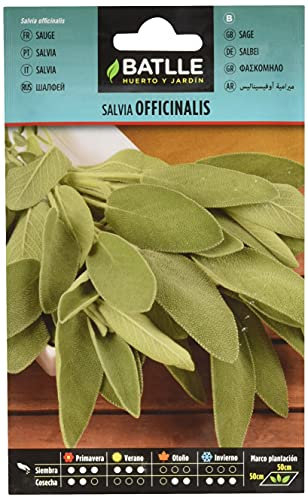 Batlle Kräutersamen- Salbei officinalis (Samen - 25-35cm)