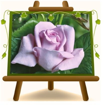 EURO PLANTS VIVAI Rosas Nobles Grandes Flores Híbrido de Thea Mainzer Fastnacht Blue Moon Sissi Jarrón 19 x 19 cm - 3 años
