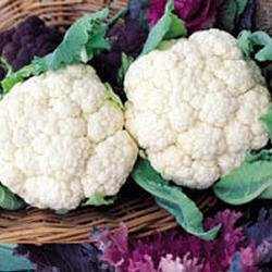 Just Seed Cauliflower - Snowball - 1000 Seed