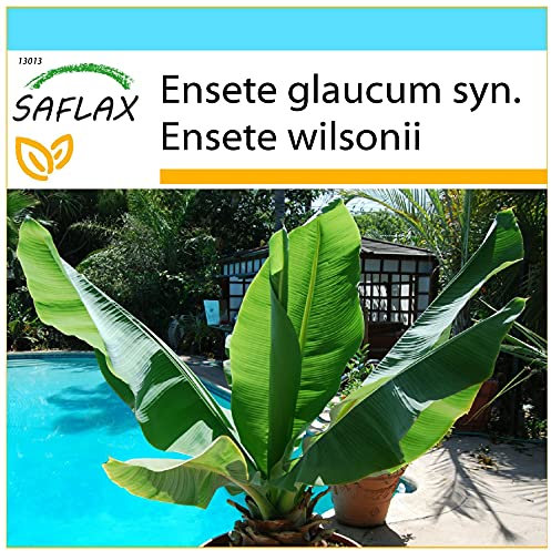 SAFLAX - Kit cadeau - Bananier des neiges - 10 graines - Ensete glaucum syn. Ensete wilsonii