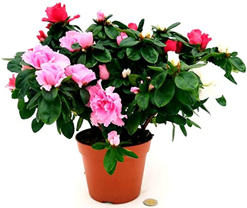 POWERS TO FLOWERS - AZALEA TRICOLOR diametro 25/30CM, pianta vera