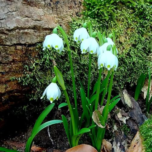 15 Pcs Märzenbecher Zwiebeln Winterhart Mehrjährig - Leucojum Vernum - Frühlingsblumen Zwiebeln, Zimmerbonsai Bonsai Märzenbecher Pflanze Knollen, Blumen Pflanzen, Gartenblumen Blumenzwiebeln