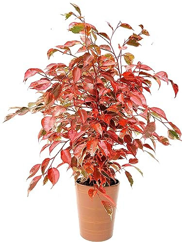 POWERS TO FLOWERS - FICUS BENJAMIN COLOR LIFE ROSSO, IN VASO CERAMICA BRONZO, pianta vera!!!