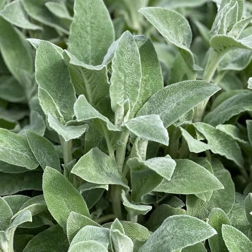 Semillas de milenrama lanosa, de jardín de Stachys bizantina, orgánicas raras 200pcs