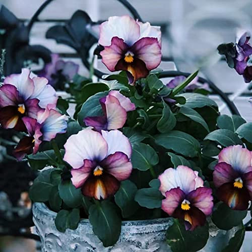 300 Stück samen stiefmütterchen pflanzen kaufen - Seltene Pflanzen serie - ingarden kübelpflanzen winterhart mehrjährig blumen balkon geschenk garten wildflower summer bodendecker