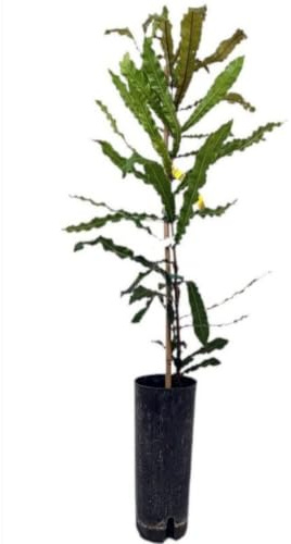 Planta Macadamia Integrifolia, Altura 110 cm. Arbol de elegancia tropical y productor de exquisitos frutos Nuez de Macadamia. Segura Garden.