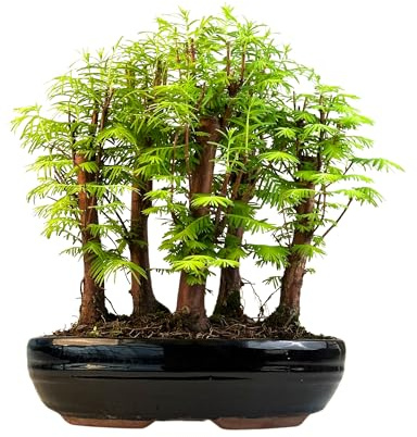 Bonsai LT Forêt Métaséquoia – Arbre préhistorique vivant dans un pot de 26 cm | Bonsaï d’intérieur/extérieur | Idée cadeau rare | Facile à entretenir | Plante décorative pour la maison et le bureau