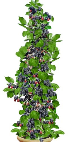 BALDUR Garten Säulen-Brombeere Navaho® Big&Early,2 Pflanzen, leckere, extra große Beeren, ideal für kleine Gärten, Balkon & Terrasse, robust, ertragreich & selbstfruchtend