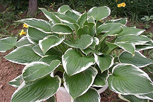 Hosta pflanze winterhart,hosta pflanze winterhart，Orgoglioso del freddo-1,10Bulbis