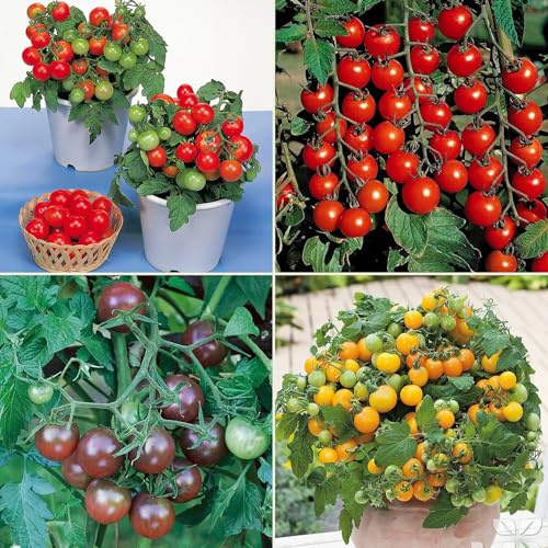 Heirloom Tomato Seed Multi Pack Kit - Home Growing Patio/Terrace Tomatoes in Pots 4 Speciality Varieties