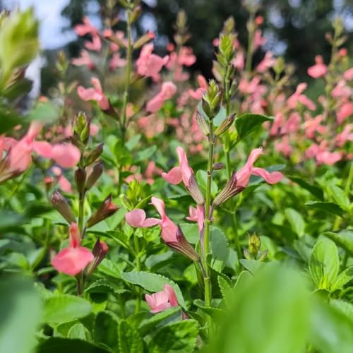 Semi di Salvia - semi per aiuole rialzate Salvia japonica - semi di aromatiche da giardino roccioso 550pcs