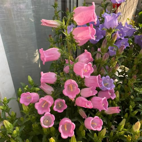 semillas de campanilla, resistentes, raras, Campánula mediana, exóticas Las de jardín son resistentes, adornos 100pcs