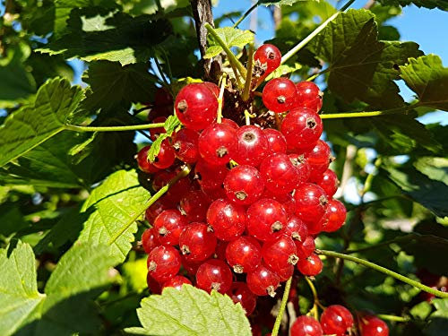 Groseillier à grappes rubrum London Market