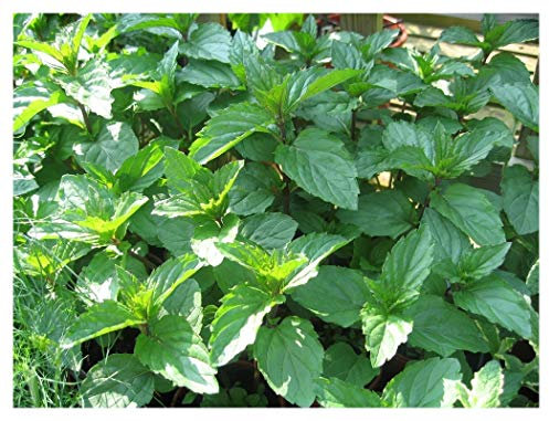 PREMIER SEEDS DIRECT - HERB PEPPERMINT - MENTHA PIPERATA - 2.5GM ~ 33800 SEEDS (ORGANIC/BIO)