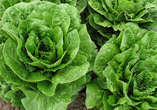 250 Graines de Laitue Romaine - jardin potager légumes - semences paysannes reproductibles - SemiSauvage