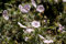 Geranium sanguineum var. striatum ca. 9x9 cm Topf - Blutstorchschnabel, zartrosa Blüten, Blütezeit Mai-August, ideal für Steingärten, pflegeleicht und winterhart