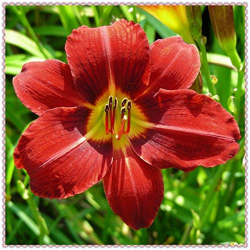 Hemerocallis bulbi bulbi di Hemerocallis Daylily resistente facile da sopravvivere