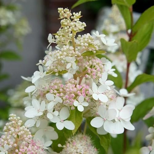 Plant Theory Confetti Hydrangea Paniculata Shrub Plant 2L Pot